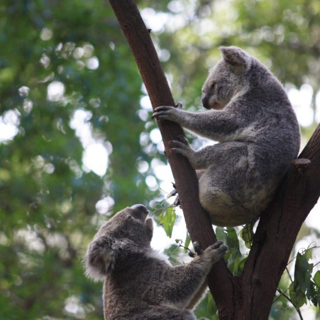 2-australian-koala-bears-sitting-in-a-tree-nominated-thank-you-x5_t20_pRlW78-1024x683